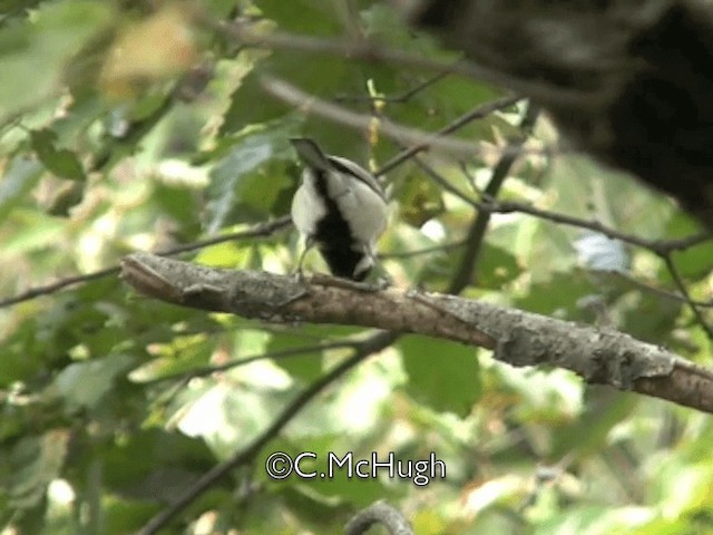 Japanese Tit - ML201070201