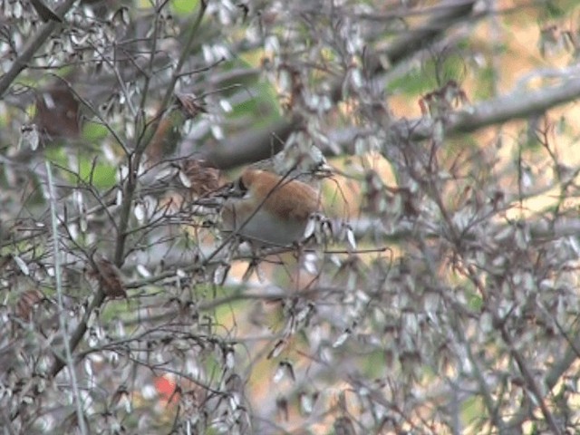 Brambling - ML201070211