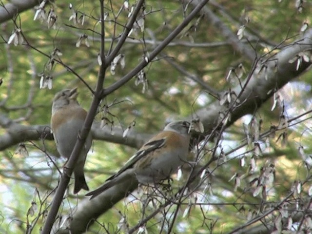 Brambling - ML201070221