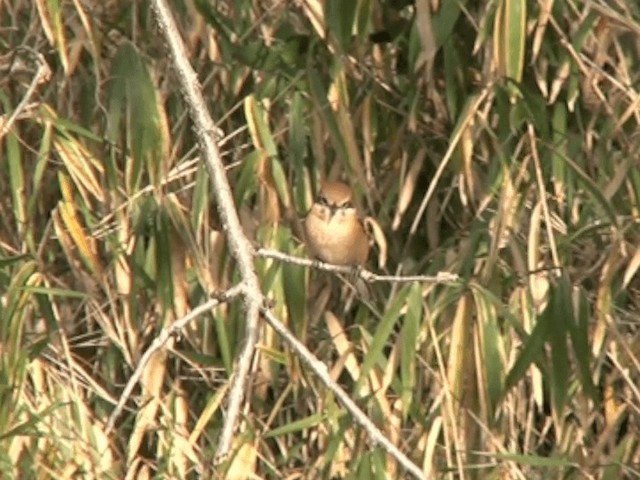 Bull-headed Shrike - ML201070231