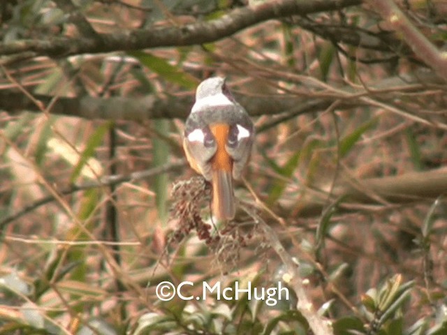 Daurian Redstart - ML201070241