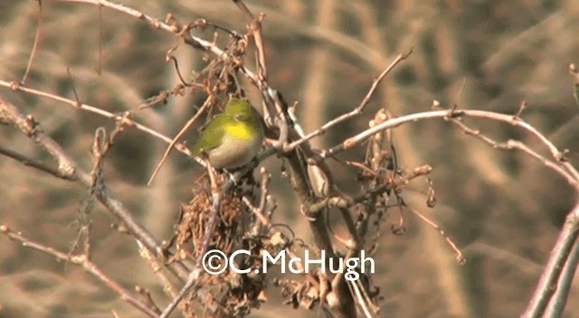 Warbling White-eye - ML201070251