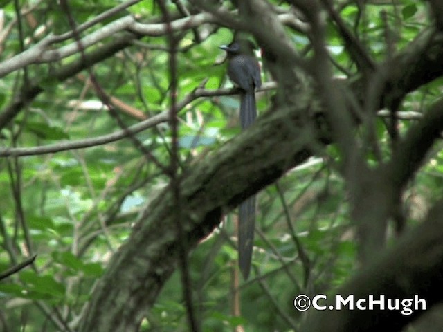 Black Paradise-Flycatcher - ML201070281