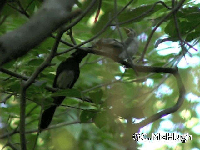 Black Paradise-Flycatcher - ML201070291