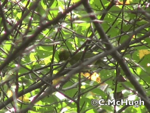 Warbling White-eye - ML201070301