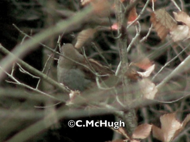 Japanese Accentor - ML201070351