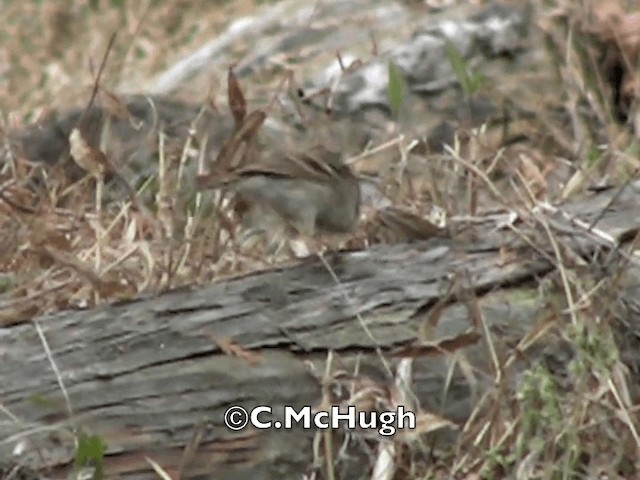 Yellow-throated Bunting - ML201070361