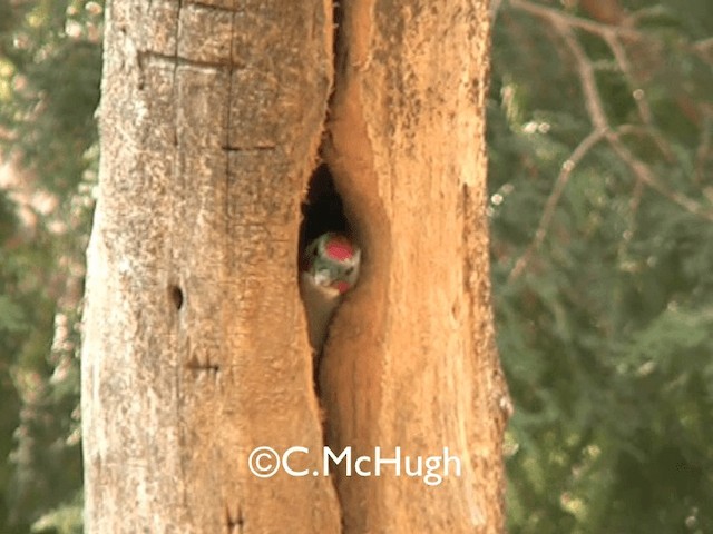 Japanese Woodpecker - ML201070381