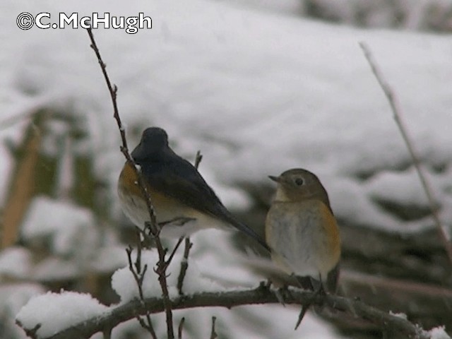 Red-flanked Bluetail - ML201070401