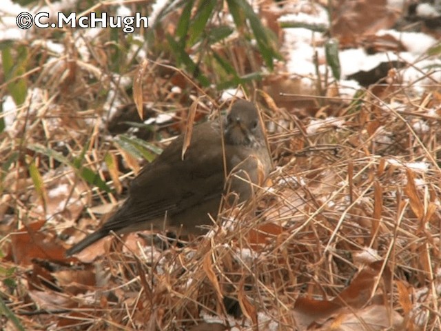 Pale Thrush - ML201070411