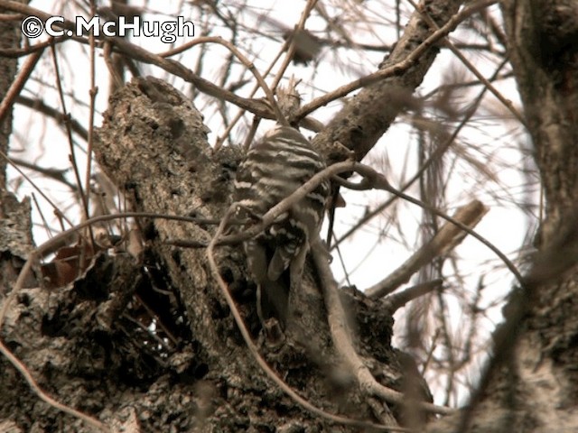 Japanese Pygmy Woodpecker - ML201070421