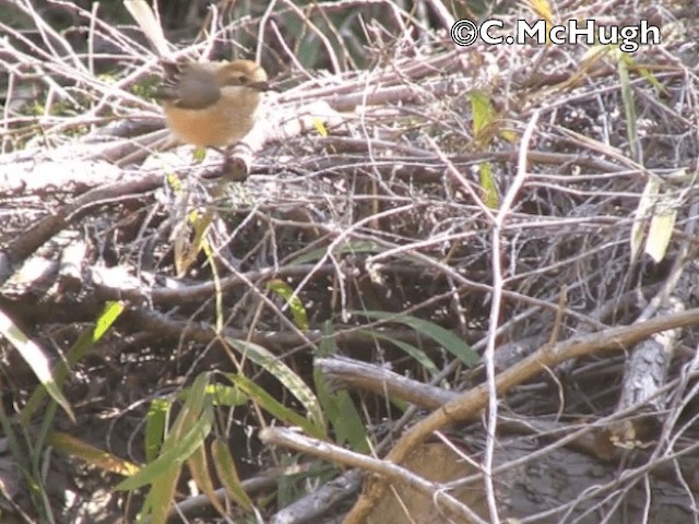 Bull-headed Shrike - ML201070441