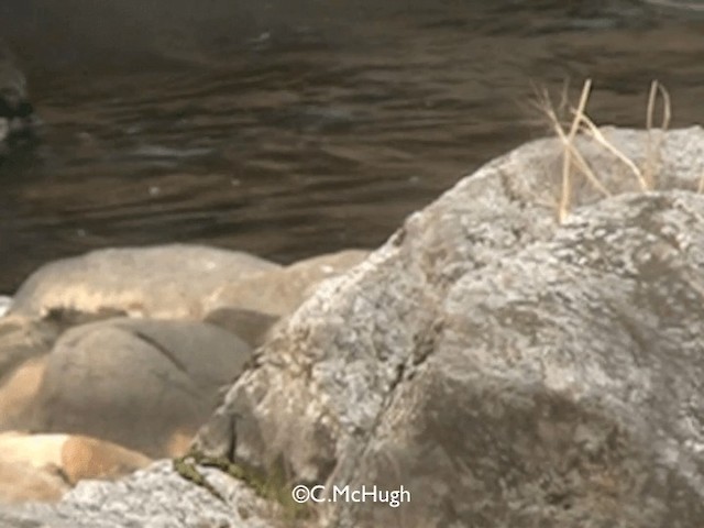 Crested Kingfisher - ML201070451