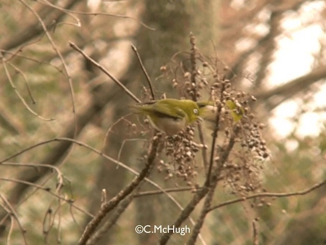 Warbling White-eye - ML201070461