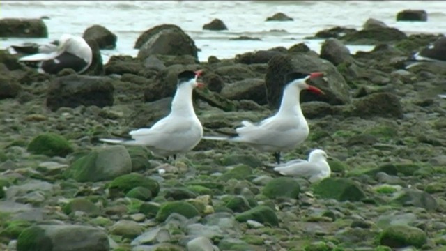 Caspian Tern - ML201070521