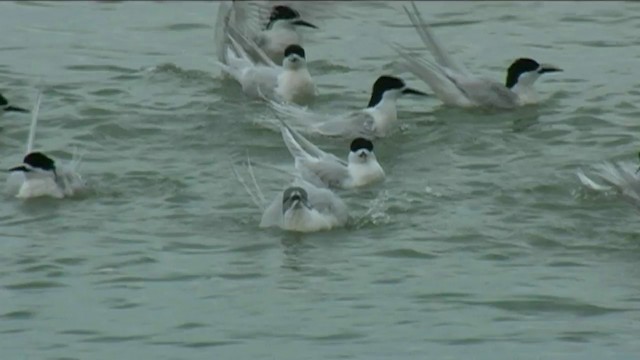 White-fronted Tern - ML201070531