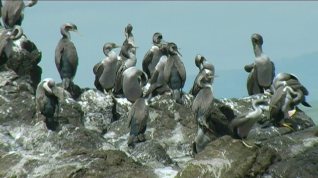 Spotted Shag - ML201070631