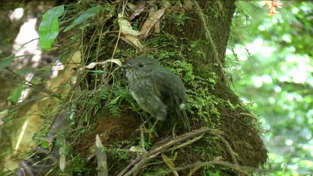 North Island Robin - ML201070641