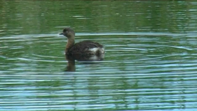 New Zealand Grebe - ML201070681