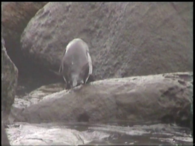 Fiordland Penguin - ML201070731