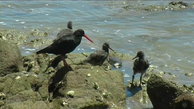 Neuseeland-Austernfischer - ML201070861