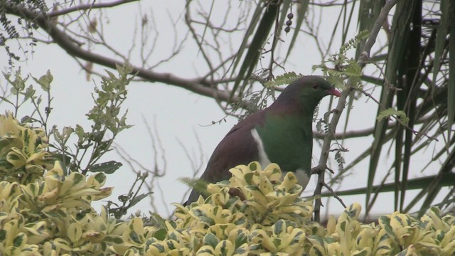 Maorifruchttaube (novaeseelandiae) - ML201070901