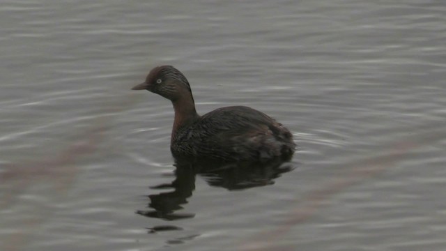 New Zealand Grebe - ML201071021