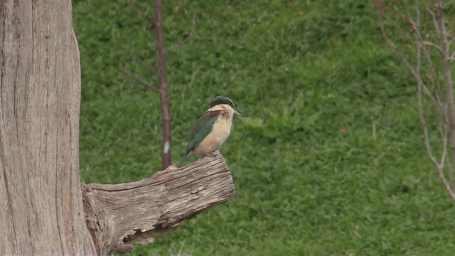 Sacred Kingfisher (New Zealand) - ML201071141