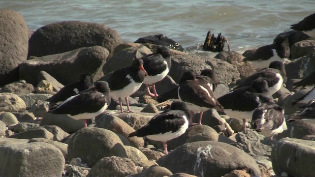 South Island Oystercatcher - ML201071321