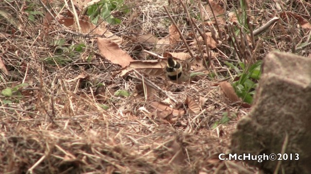 Yellow-throated Bunting - ML201071511