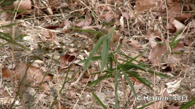 Yellow-throated Bunting - ML201071521