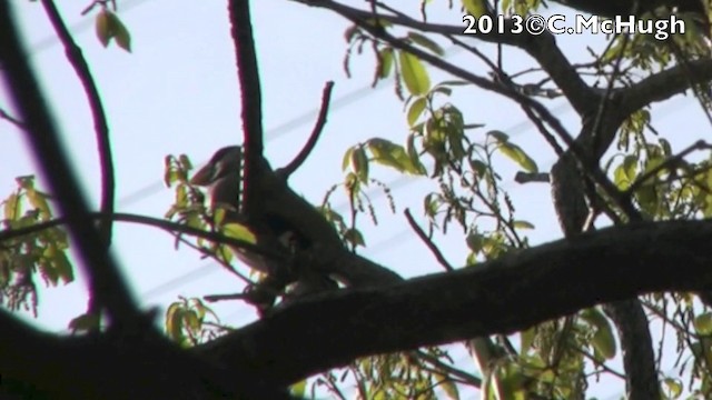 Japanese Grosbeak - ML201071531