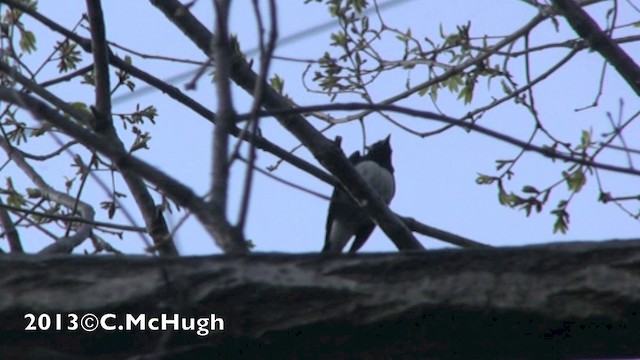 Blue-and-white Flycatcher - ML201071541