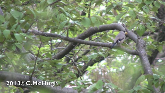 Japanese Grosbeak - ML201071551