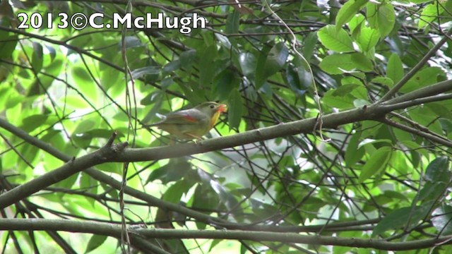 Red-billed Leiothrix - ML201071561