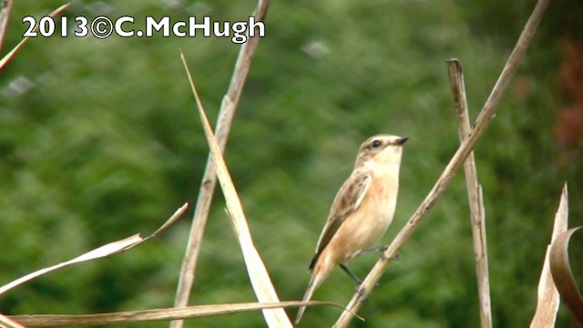 Stejnegerschwarzkehlchen - ML201071571