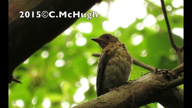 Blue-and-white Flycatcher - ML201071591