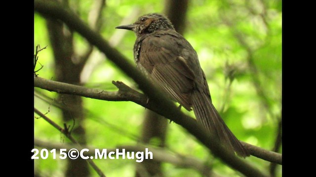 Brown-eared Bulbul - ML201071601