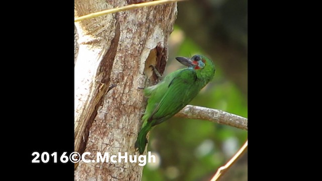 Blauohr-Bartvogel - ML201071611