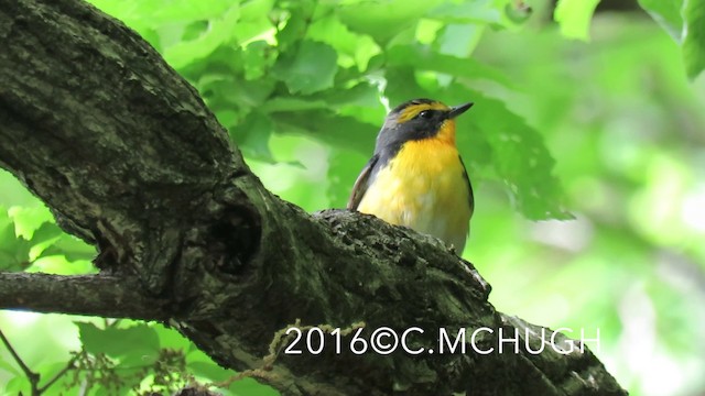 Narcissus Flycatcher - ML201071641