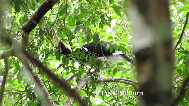 Oriental Pied-Hornbill - ML201071651