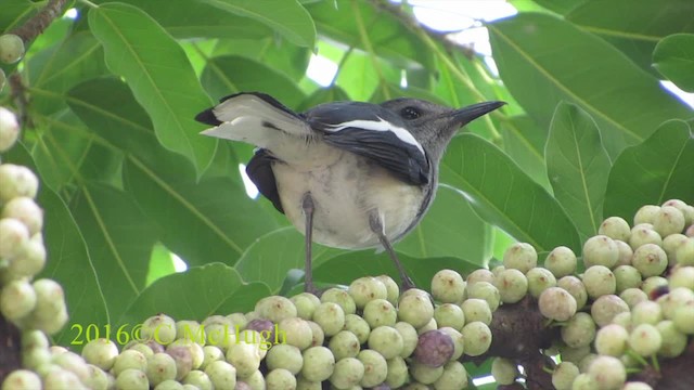 Oriental Magpie-Robin (Oriental) - ML201071671