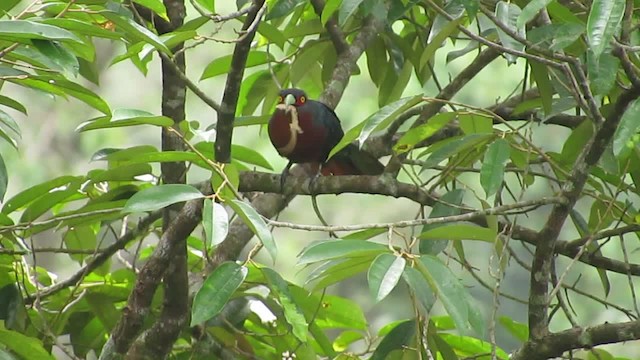 kukačka indonéská - ML201071681