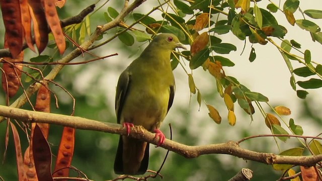 Pink-necked Green-Pigeon - ML201071781