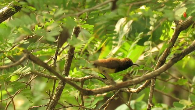 黃腹花蜜鳥 - ML201071791