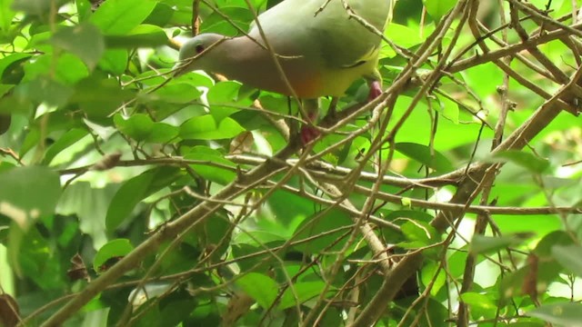 holub papouščí - ML201071801