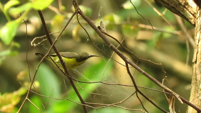 黃腹花蜜鳥 - ML201071821