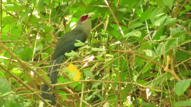 Büyük Gri Malkoha - ML201071891