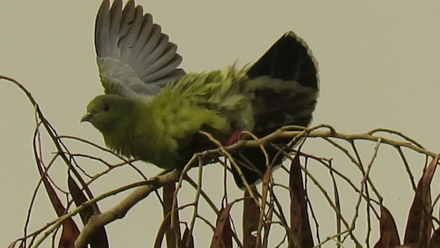 Розовошейный зелёный голубь - ML201071921
