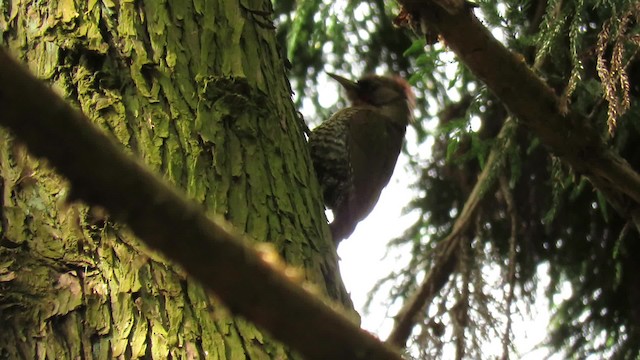 Japanese Woodpecker - ML201071991